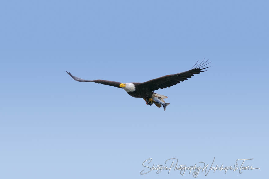 Bald Eagle in flight with Salmon in Talons with sky