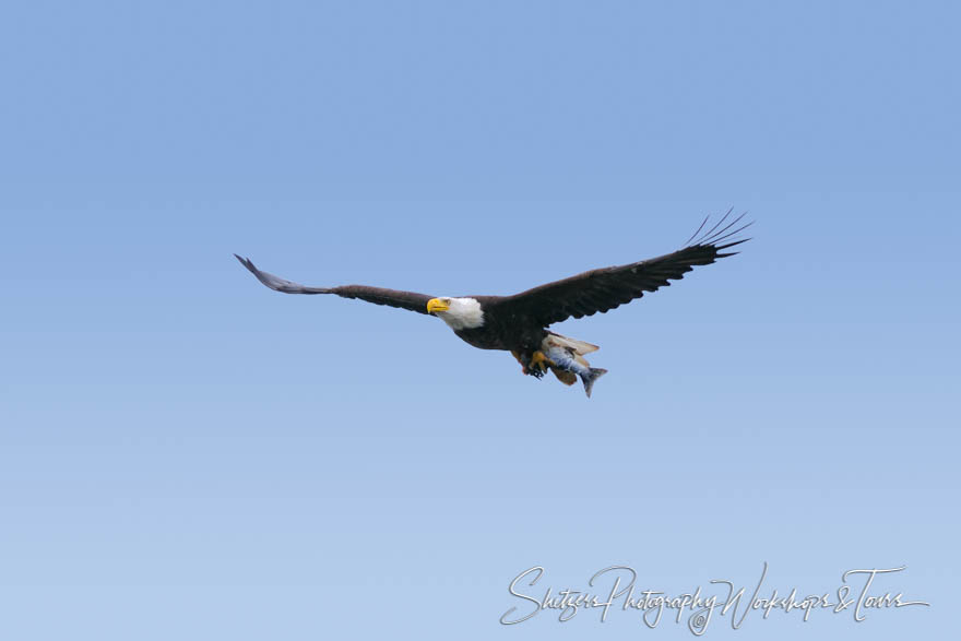 Bald Eagle in flight with Salmon in Talons with sky 20080812 150613