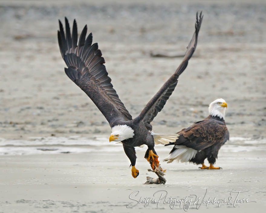 Bald Eagle in flight with Salmon pieces