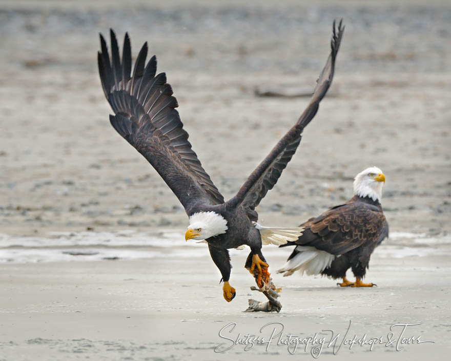 Bald Eagle in flight with Salmon pieces 20101121 134636