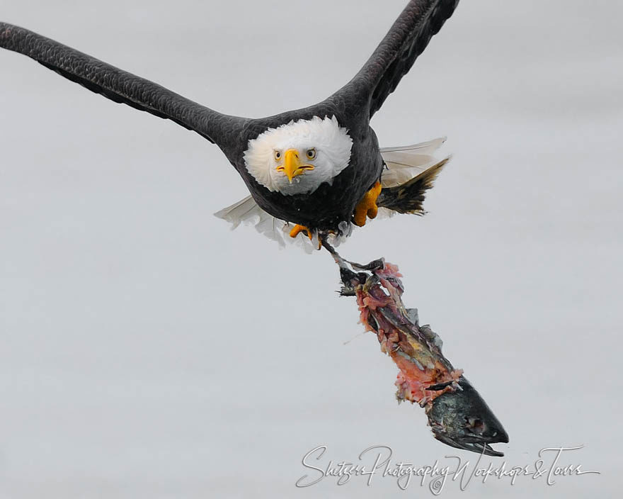 Bald Eagle in flight with salmon carcass