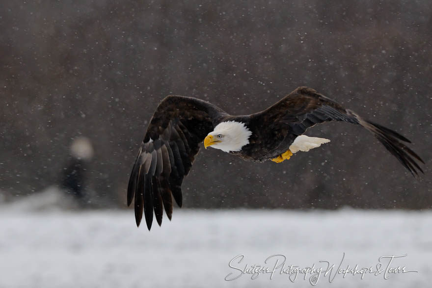 Bald Eagle in flight with snow