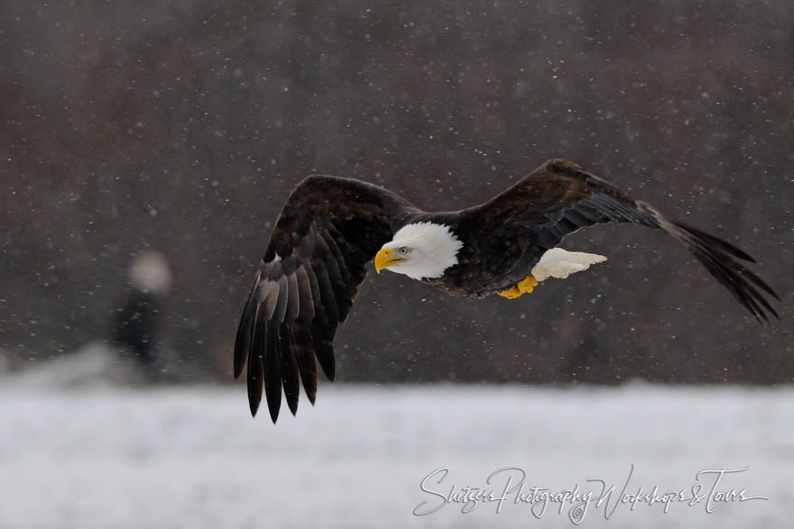 Bald Eagle in flight with snow 20101124 160808