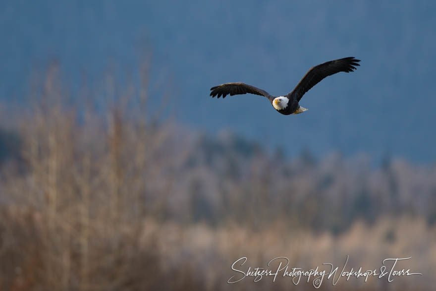 Bald Eagle inflight