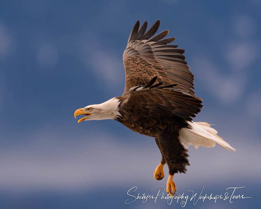 Bald Eagle inflight close-up screaming