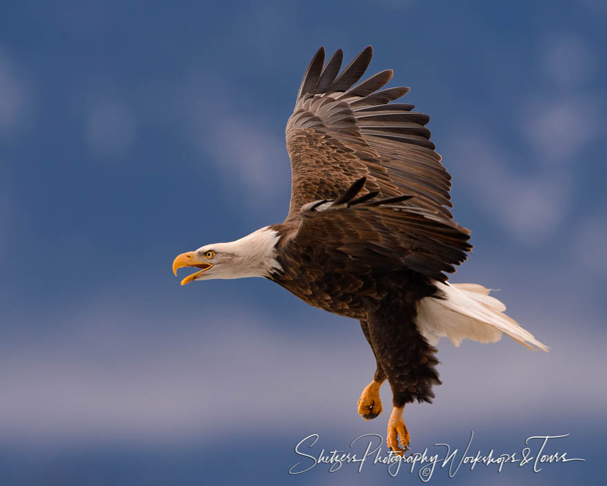 Bald Eagle inflight close up screaming 20151108 160602