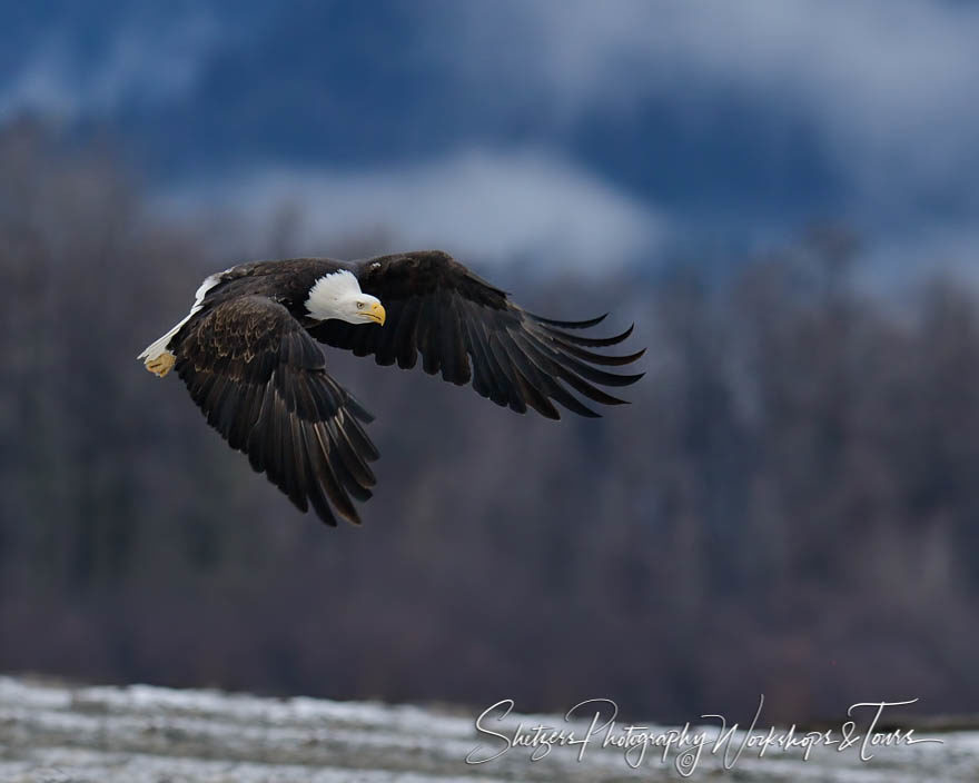 Bald Eagle inflight with snowy backgrounds
