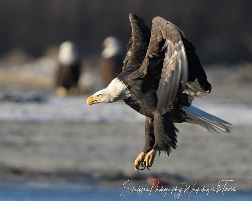 Bald Eagle inflight with talons