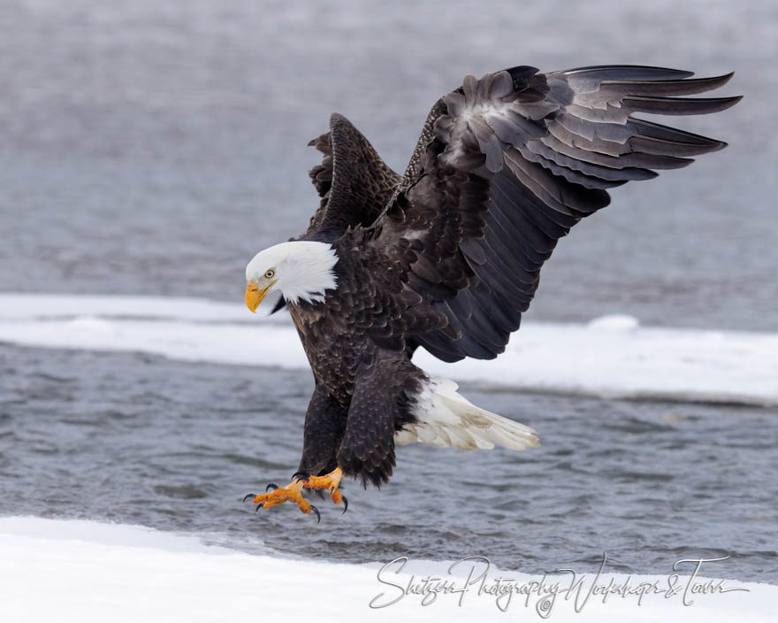 Bald Eagle landing