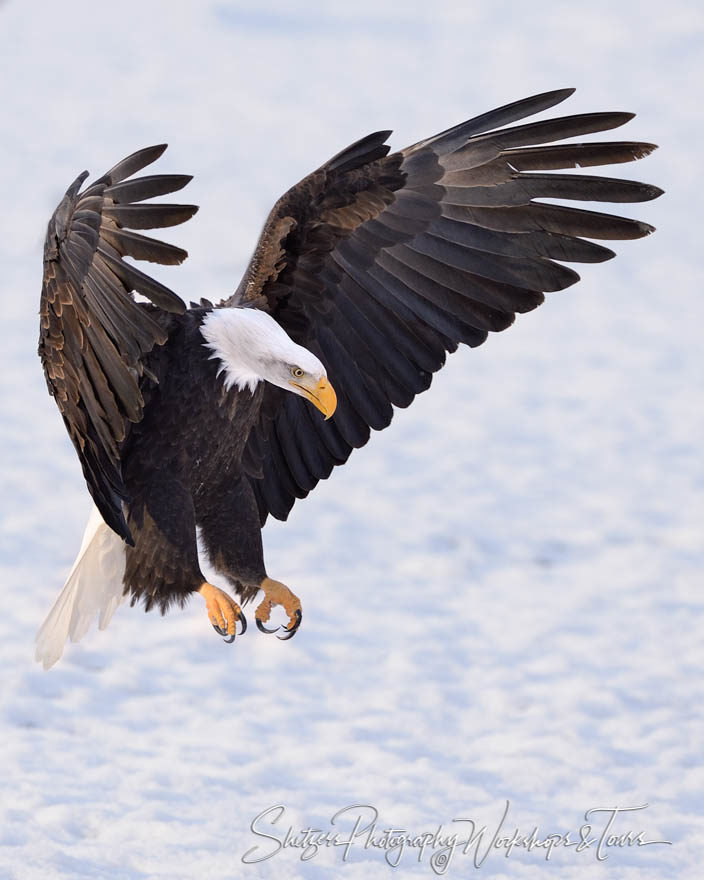Bald Eagle landing close-up