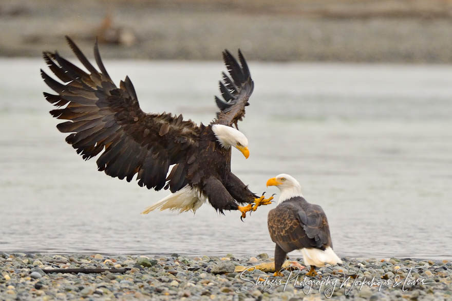 Bald Eagle landing next to another eagle