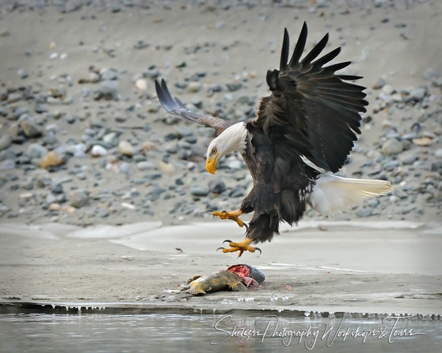 Bald Eagle landing on Salmon