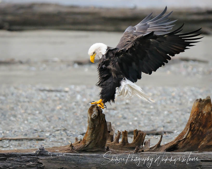 Bald Eagle landing on perch