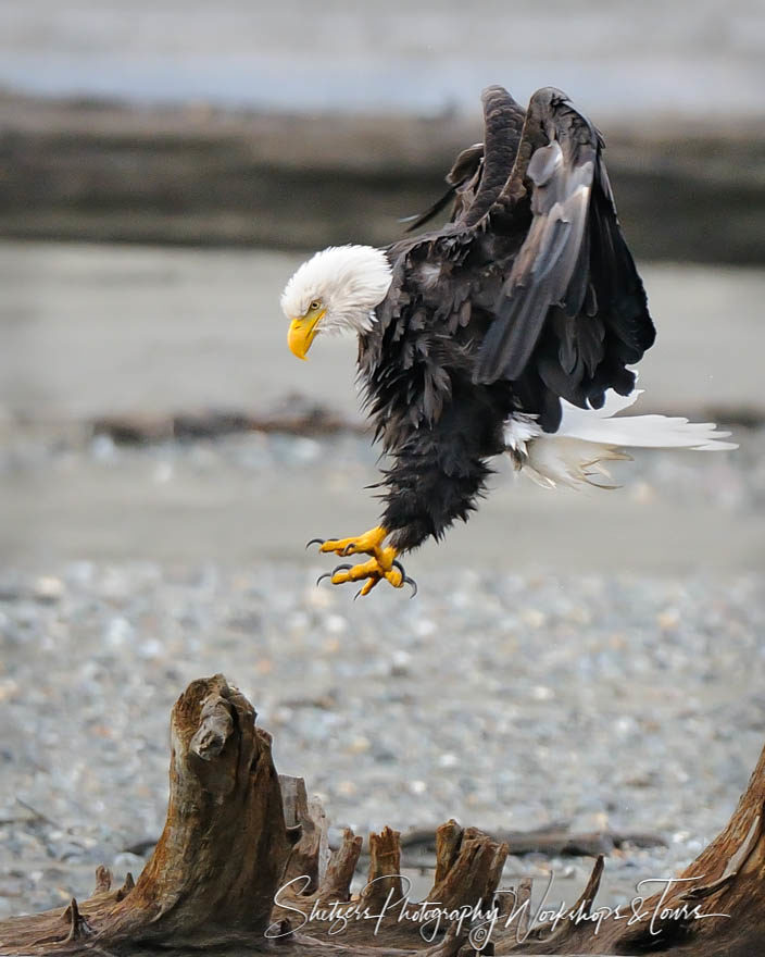 Bald Eagle landing on tree stump