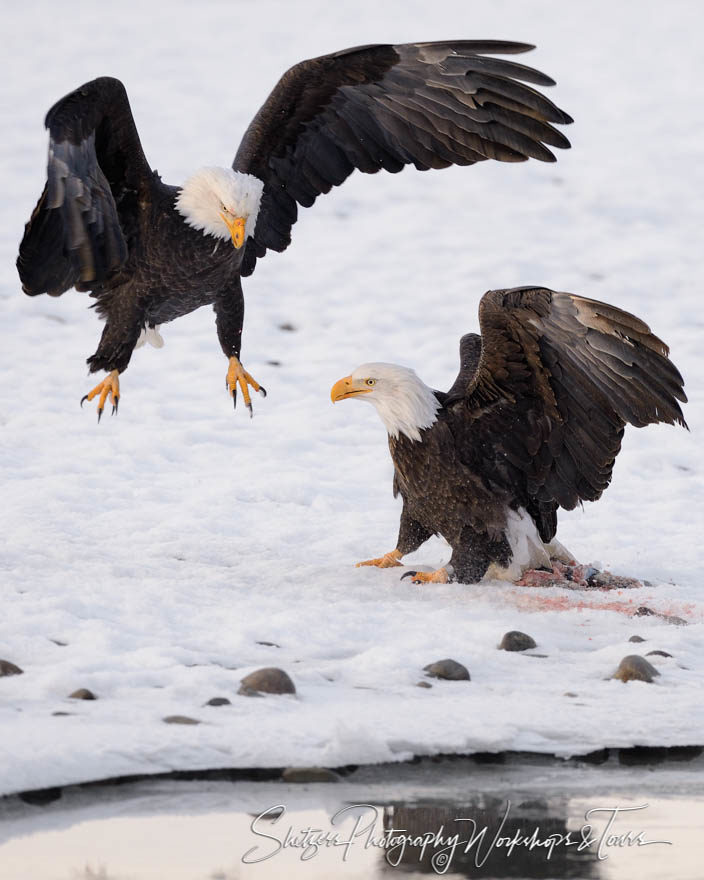 Bald Eagle lands next to another eagle