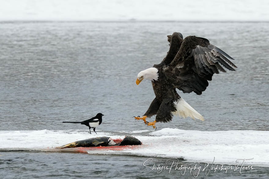 Bald Eagle lands on Salmon