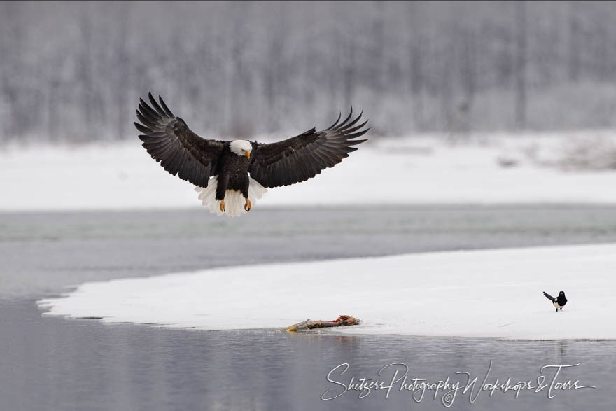 Bald Eagle lands on a salmon