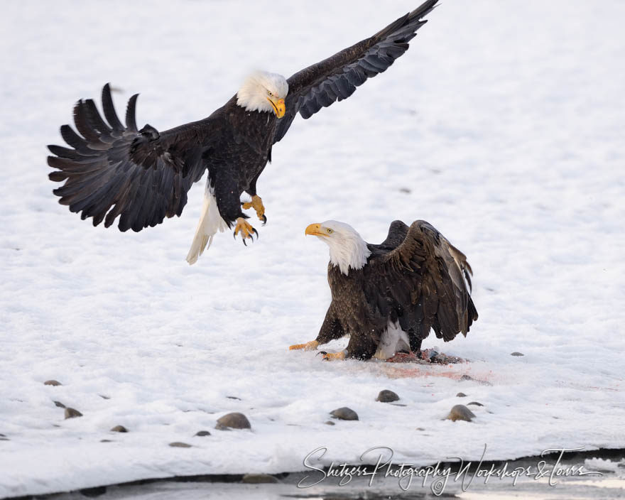 Bald Eagle lands to steal fish