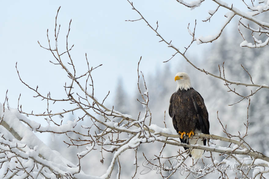 Bald Eagle on Snowy Branch in Alaska