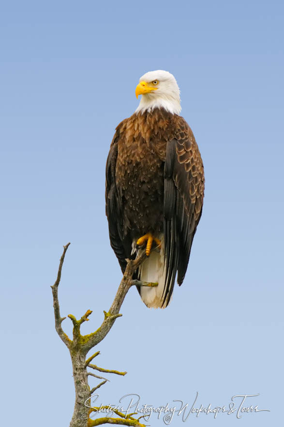 Bald Eagle on Tree Limb