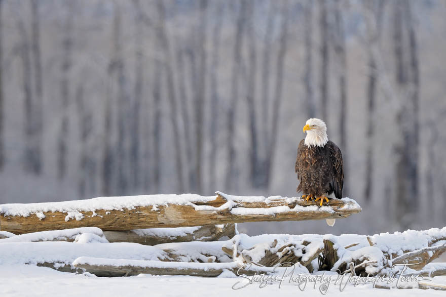 Bald Eagle on log with patterned trees in background