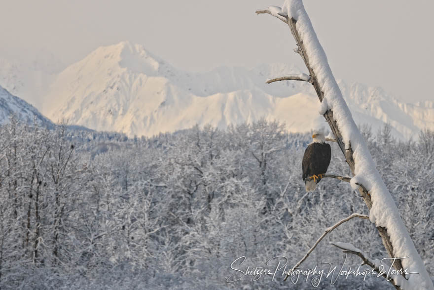 Bald Eagle on perch with mountains