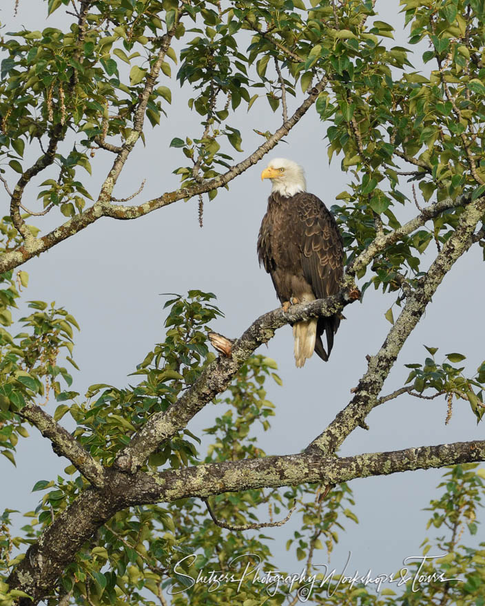 Bald Eagle perched at Lake Clark 20170727 070627