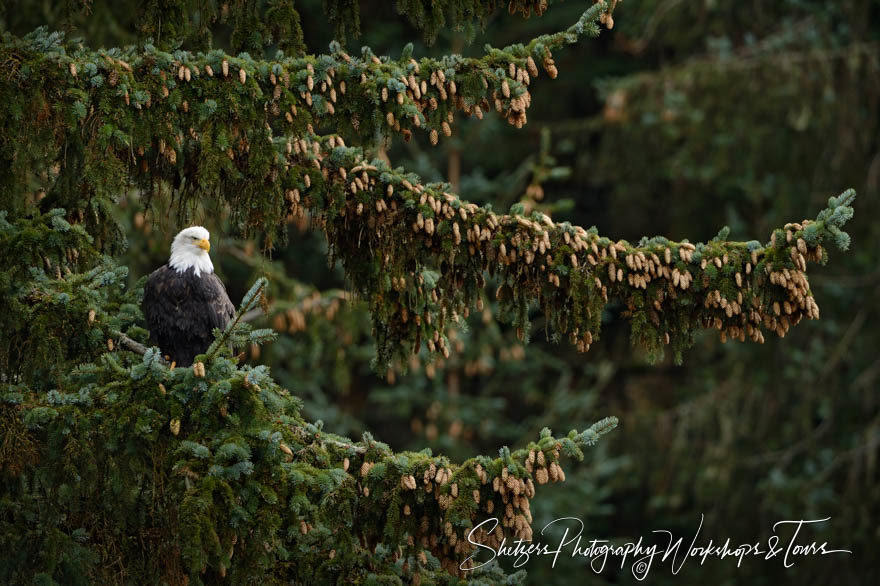 Bald Eagle perched in Sitka Spruce