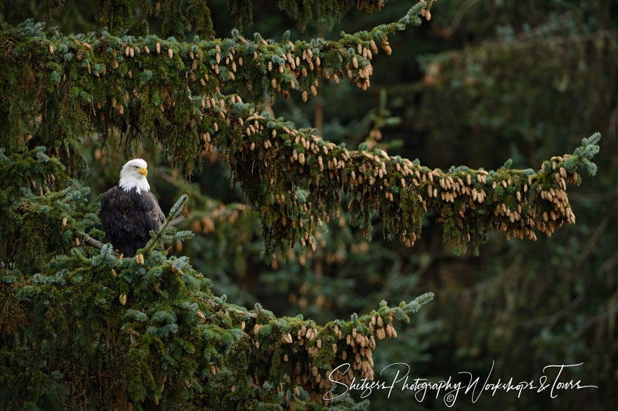 Bald Eagle perched in Sitka Spruce 20151102 114212