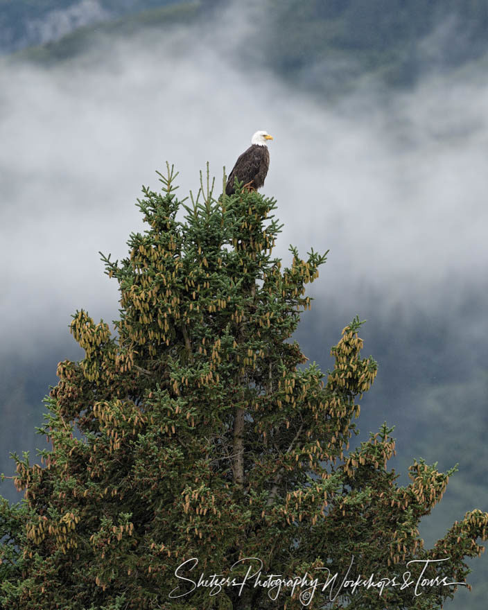 Bald Eagle perched in evergreen with fog