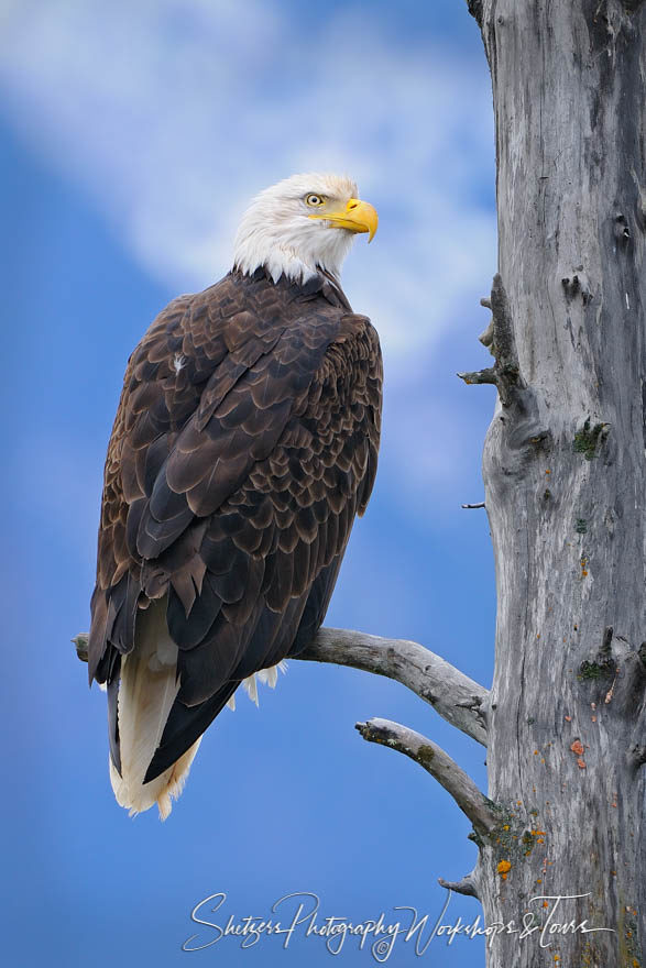 Bald Eagle perched in tree