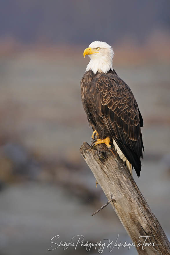Bald Eagle perched on tree on the Chilkat