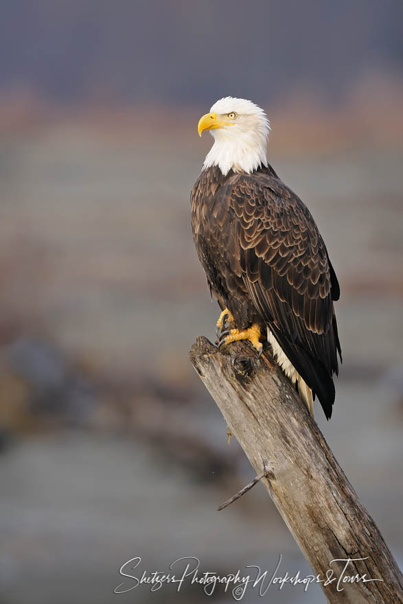 Bald Eagle perched on tree on the Chilkat 20101202 163215