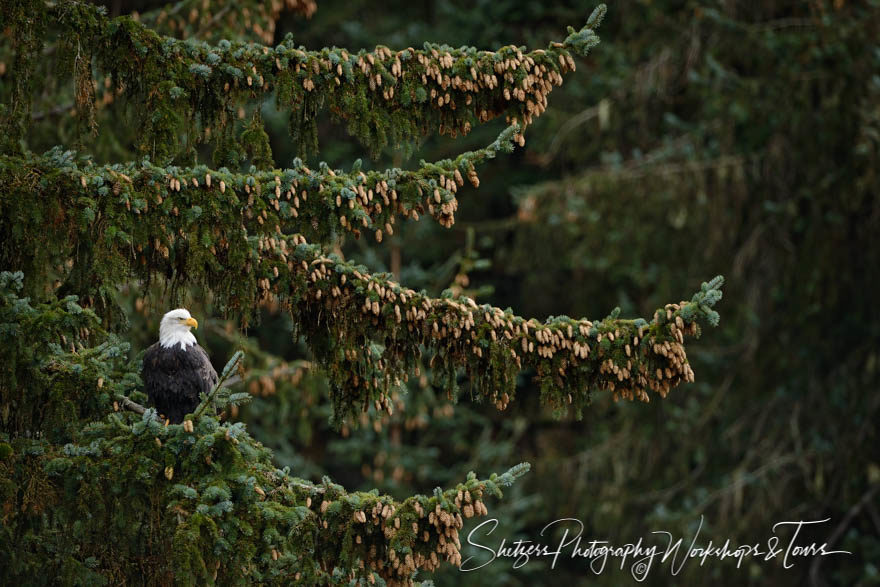 Bald Eagle perches in Sitka Spruce Tree