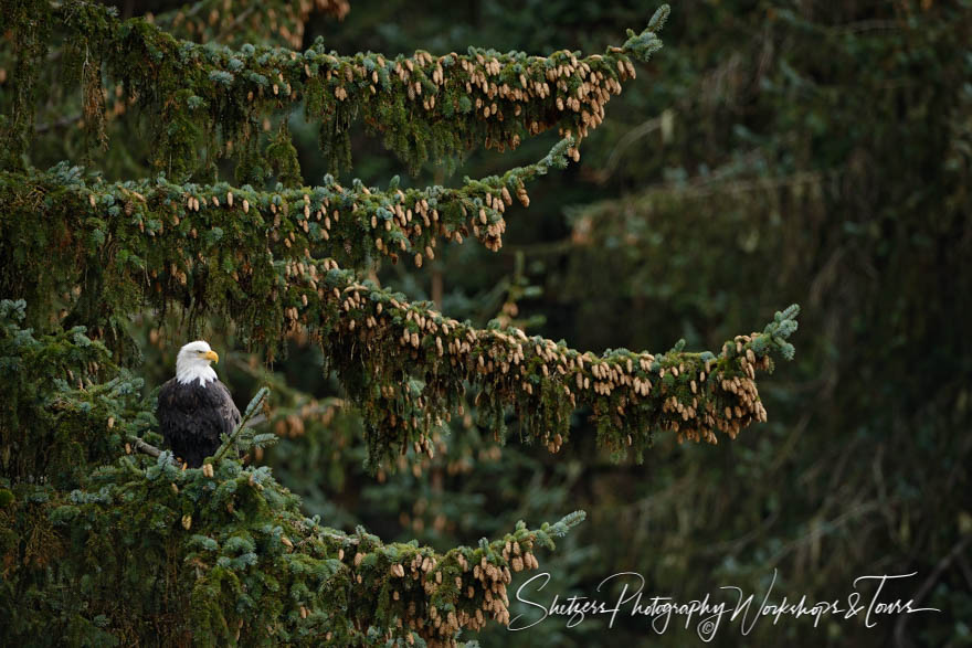 Bald Eagle perches in Sitka Spruce Tree 20151102 113847
