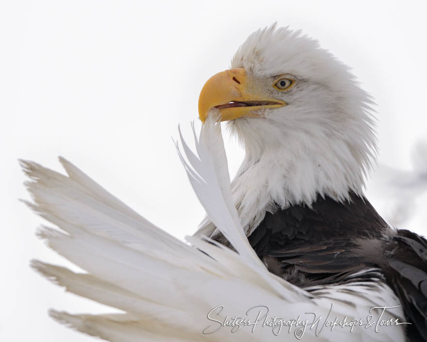 Bald Eagle preening