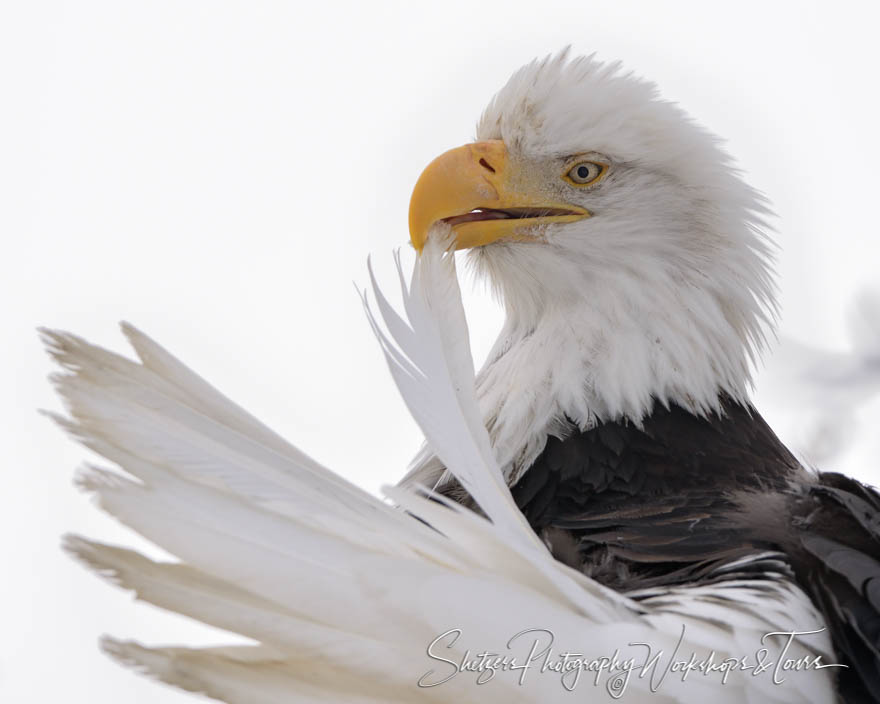 Bald Eagle preening 20151114 125545