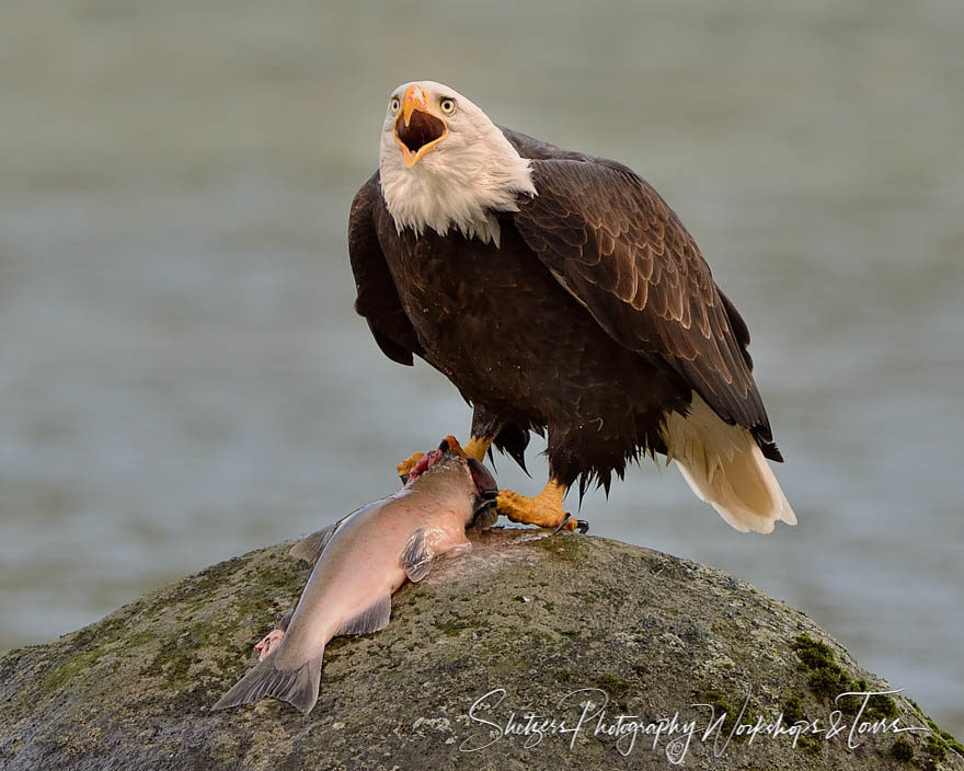 Bald Eagle protects Salmon catch