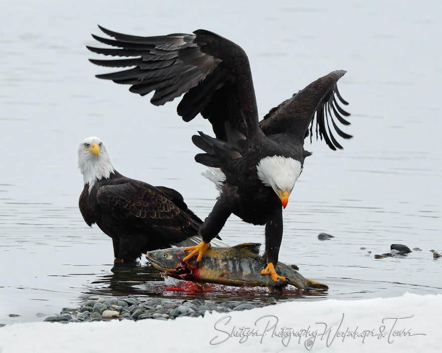 Bald Eagle pulling fish out of water