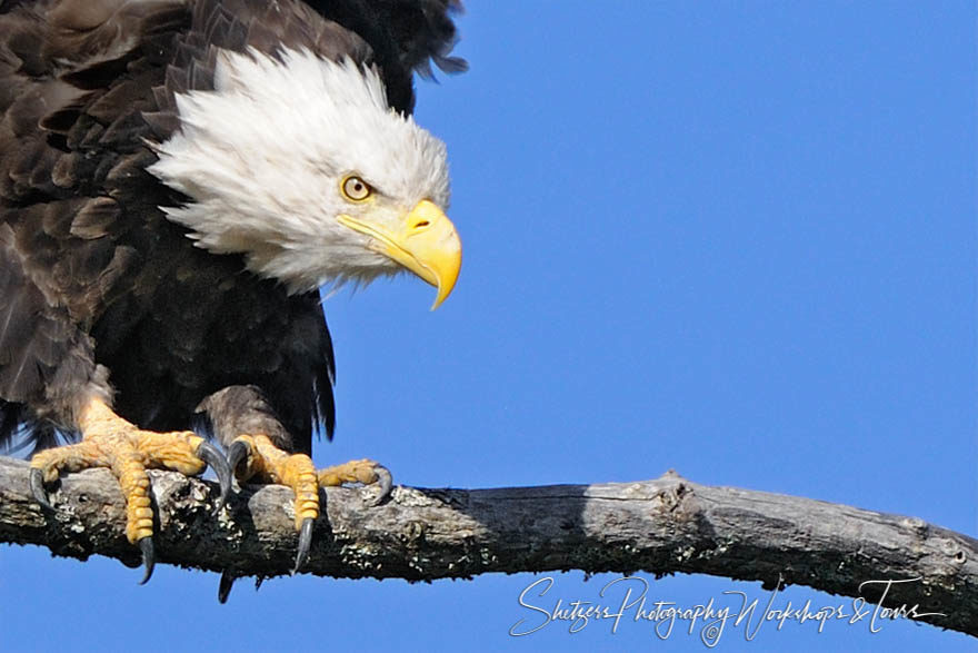 Bald Eagle ready for take-off