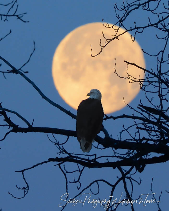 Bald Eagle silhouetted by moonlight