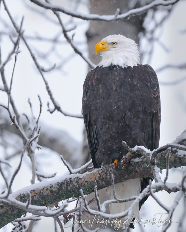 Bald Eagle sitting in snowy tree