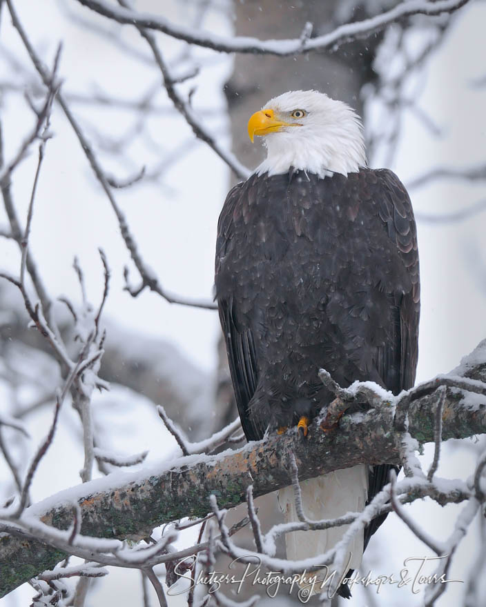 Bald Eagle sitting in snowy tree 20101128 171433