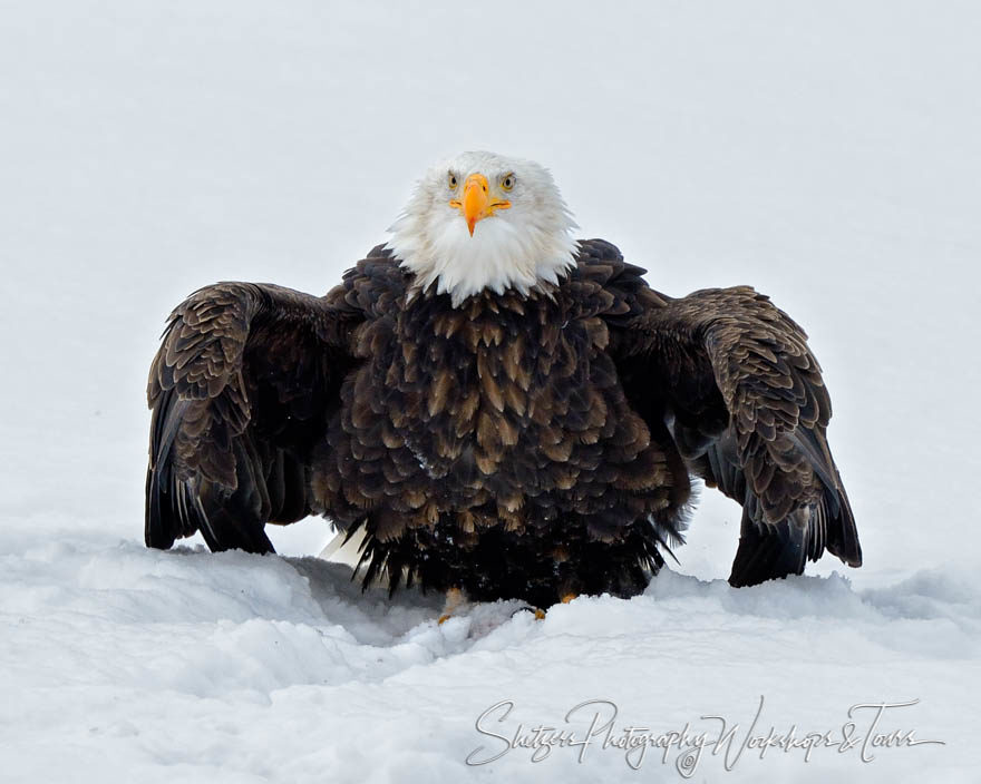 Bald Eagle sitting in the snow