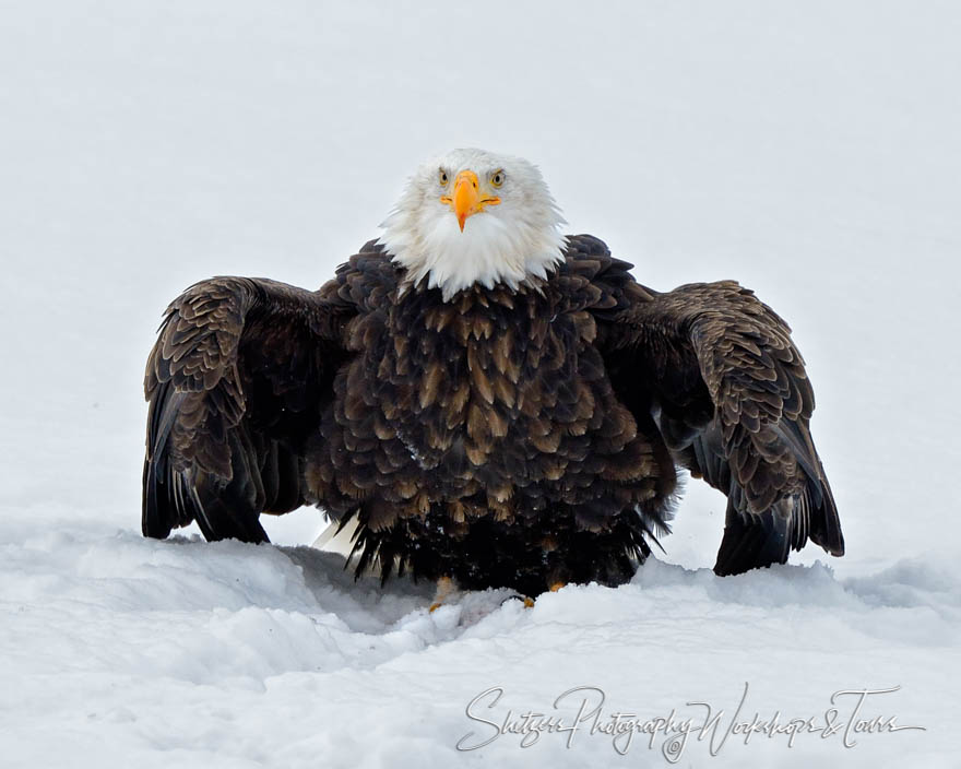 Bald Eagle sitting in the snow 20121101 134518