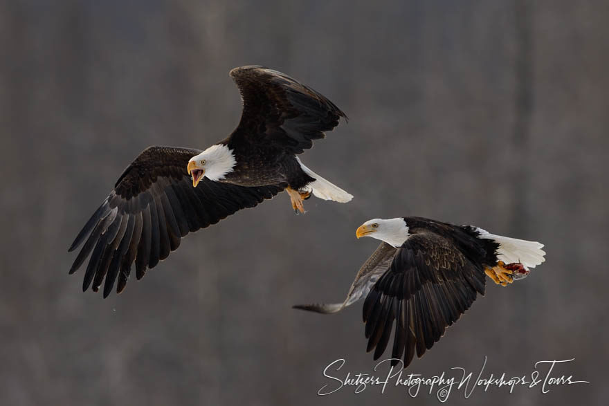 Bald Eagle stolen fish