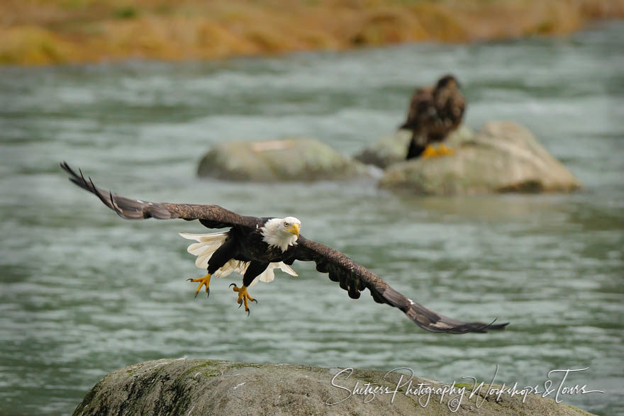 Bald Eagle takes flight