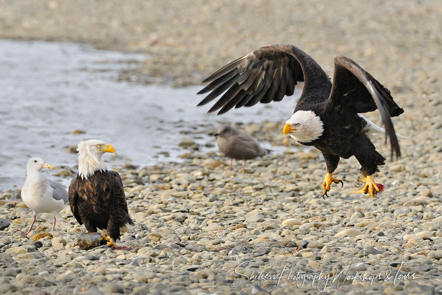 Bald Eagle takes flight with salmon tail