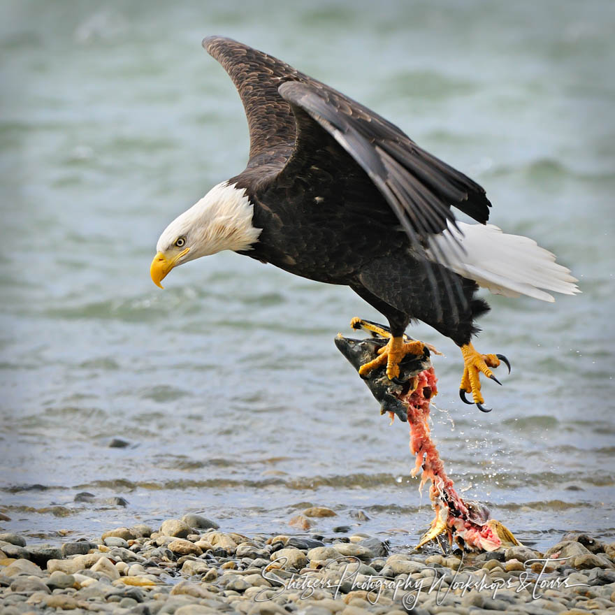 Bald Eagle takes off with Salmon