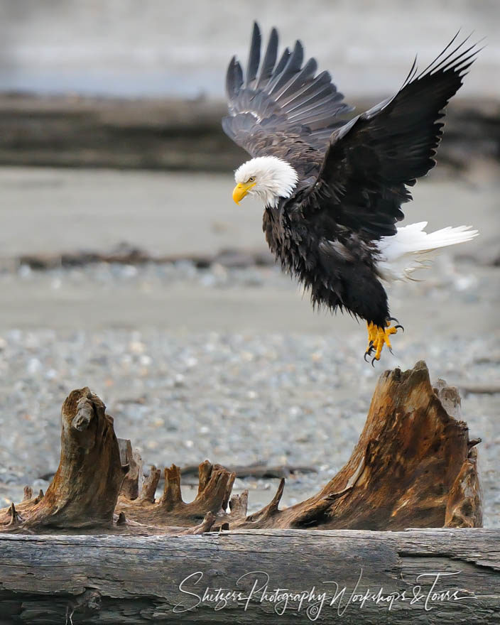 Bald Eagle takes to flight